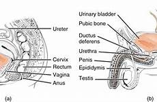 urethra urinary terminology