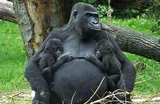 gorilla twins fond gorillas jumeaux jumeau ouest plaines burgers zoo lowland