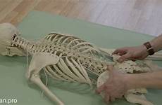 position prone skeleton pro pelvis movement