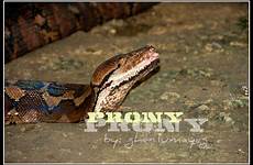 prony python revisiting albur bohol municipality traveled