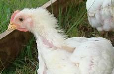 chickens losing feathers why their ifas