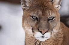 puma cougars augen htown shasta
