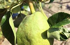 pears pear treeguideuk