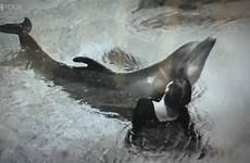 dolphin dolphins scientist howe margaret experiment delfino lovatt experiments