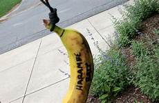 bananas hanging found