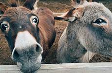 donkeys facts animals weird