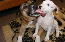 dog licking dogs lick other why staffy skin pup their lips does his faces obsessively rashes mouth excessively causes friends