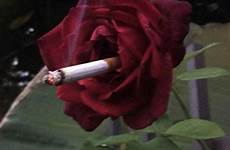 aesthetics smoking amusing randoms intrigued ridiculous roses cigarette izispicy
