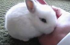 bunnies giphy