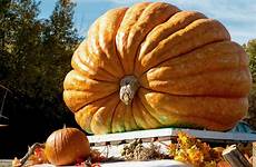 pumpkins festivals weights roadside begins genetics superior