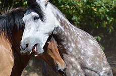 mare stallion beautiful natural courtship