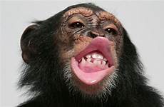 chimp smacking chimpanzee chimpanzees speech solve rhythm rhythms populations smack