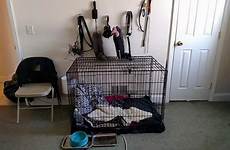 puppy play cage dog leash man xena public who leads fiance couple walks his around meet nathan take her mirror