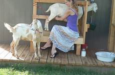 milking goats nubian