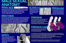 sex anatomy education leaflet male bish leaflets books