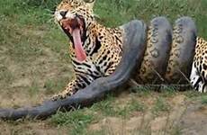 anaconda jaguar anacondas giant fights attacks prey