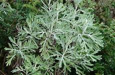 wormwood medicinal artemisia tea plant sweet herb benefits herbs effects amoils australis make herbal side known leaf garden power buy