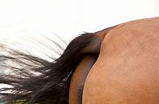 croupe horses cheval buttocks fesses libres banque
