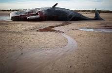 sperm whales skegness whale beached beach mammals shore washed lincolnshire horrifying ibtimes