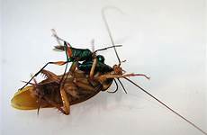 wasp vespa sting cockroaches assassina baratas zumbis transforma absurd enslaves picada