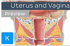 vagina anatomy human uterus kenhub