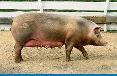 pig porc femelle udders