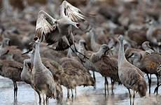 cnn animal awe inspiring sandhill colorado cranes migrations winter year migrate crane migration