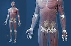 skeletal 3d male cad muscular human model solid models system collections collection zygote accurate