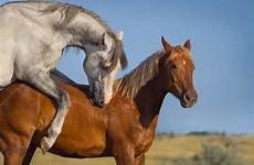 accoppiamento cavalli accouplement chevaux coupling caballos mating copulation cavallo deux cavalos cavalla acoplamento acoplamiento fotografia coppie equino assateague