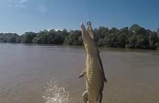 crocodile towleroad