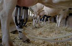 milking farm cows udder stall produces agriculture apnikheti