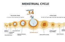 ovulation menstrual discharge periods ovarian menstruation menstruationszyklus when occurs phase cyst ovulating fertility explained babymed weiblicher cycles fertile ormoni mestruazione
