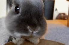 bunny baby gif giphy gifs