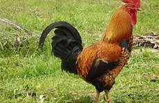 rooster hahn coq roosters tiere chickens tier huhn natur galliformes poultry hen kip unggas fauna phasianidae fowl poulet chick pickpik