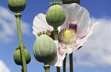 opium poppy poppies flowers facts