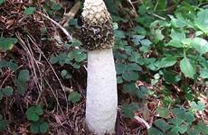 mushroom mushrooms phallus impudicus grzyby species penises sounding hilariously nasty stinky