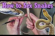snakes sex probe