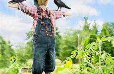 scare crow crows billeder tanaman landbrug raven lucu sommer pxhere jooinn sjove deretan mantul