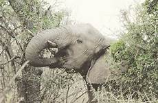 elephants popsugar