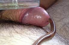 worm thisvid