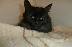 poils noire femelle chatte huxley aldous