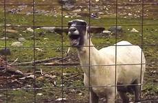 goat screaming goats threshold