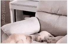 gif pillow humping save gifs salvo catgifcentral