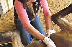castration horse gelding male horses castrating responsible ownership crucial part procedure testicles stud surgical veterinarians his
