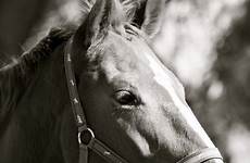 cheval thoroughbred stallion mustang halter monochrome mammal mane bridle gratuites pxhere hippopx
