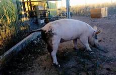 babi pigs permies haramkan kenapa sebab saintifik salam kotor
