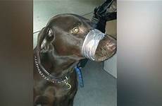 dog woman animal mouth charged tape man after cruelty muzzle her dogs she taping posting bound prison allegedly posted who
