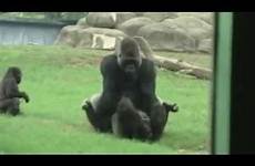 mating gorillas having fun zoo atlanta