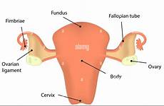 uterus diagram labeled cervix stock illustration alamy human female line
