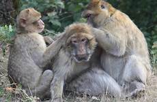 monkey rocamadour singes monkeys nyt sorridente macaco barbary humans primate apen foret elävät eli afrikassa ranskassa luonnossa niitä pohjois forêt